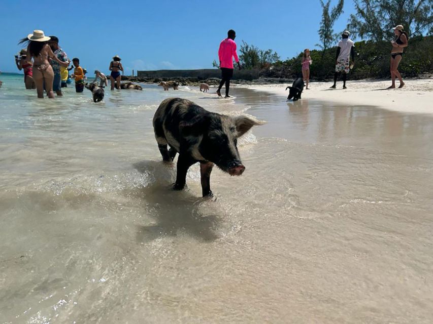 Nassau: Trip to Pig Beach and 3 Snorkeling Stops With Lunch - Last Words