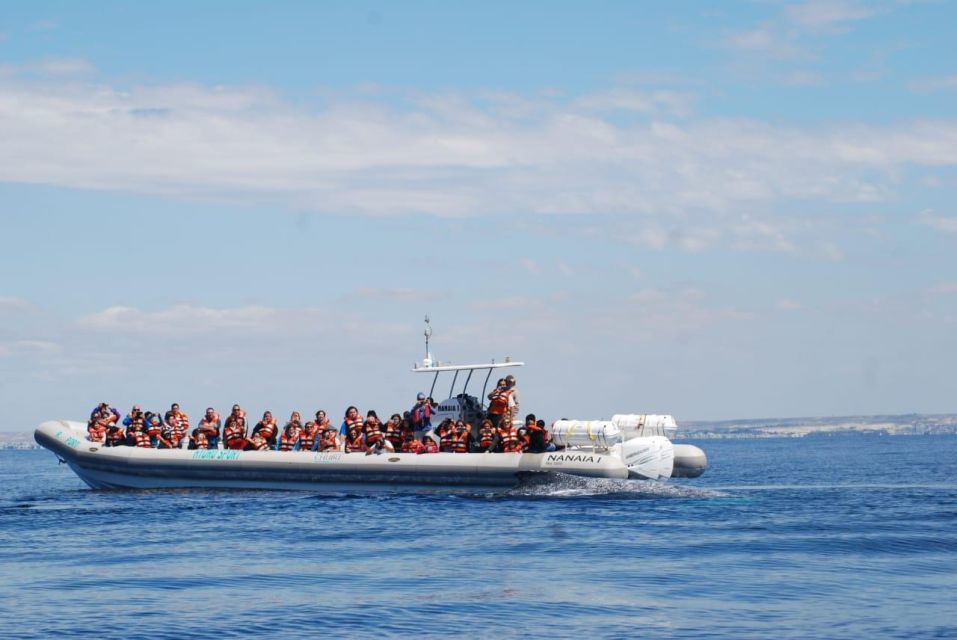 Nautical Tour With Dolphin Search in Puerto Madryn - City Panoramic View and Booking Information