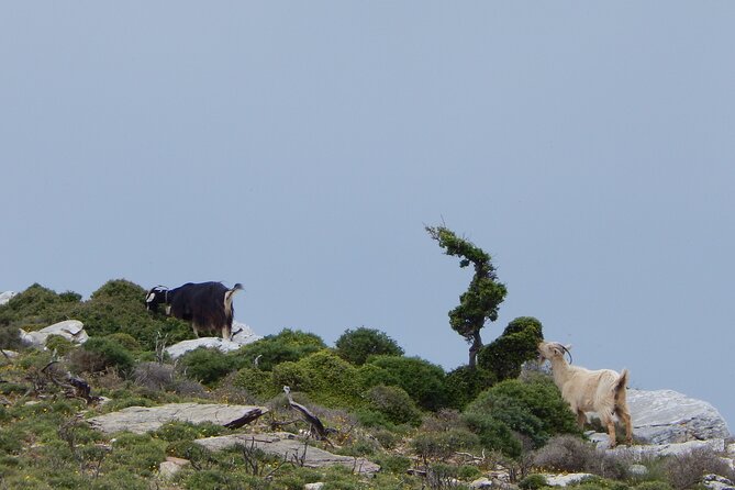 Naxos: Hike to the Top of the Cyclades - Mount Zas - Last Words