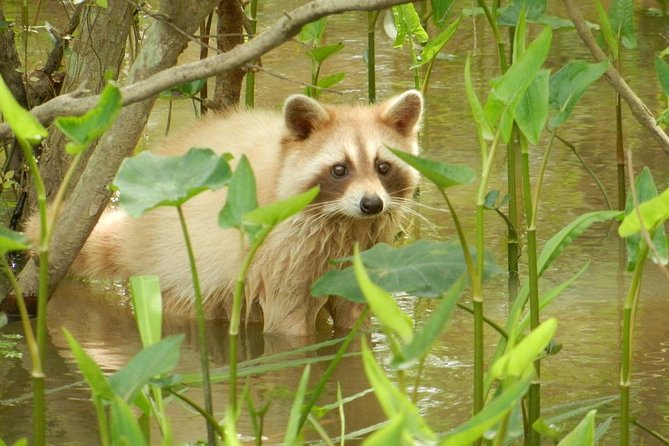 New Orleans Self-Transport Swamp and Bayou Boat Tour - Overall Recommendation