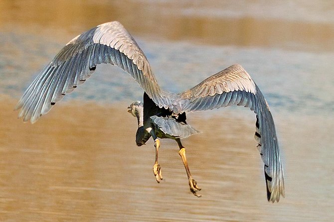 New Orleans Swamp and Bayou Sightseeing Tour With Transportation - Customer Reviews and Recommendations