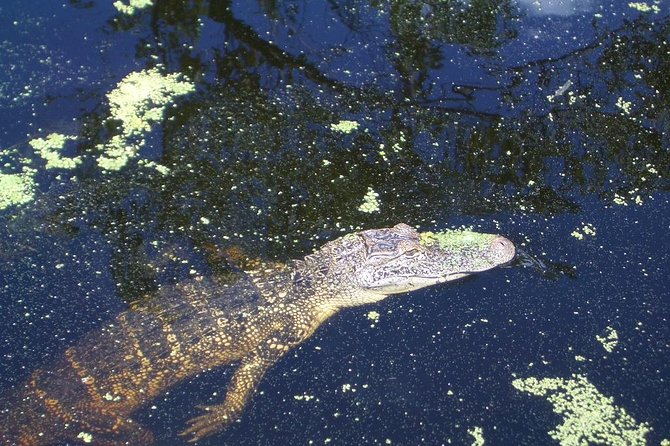 New Orleans Swamp Tour Boat Adventure With Transportation - Customer Reviews