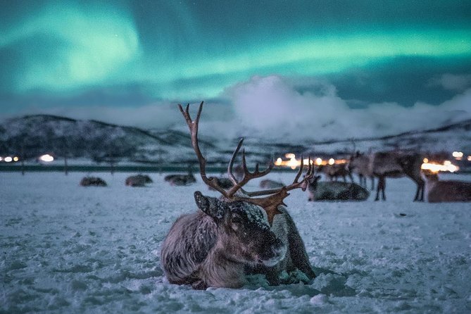 Night Reindeer Sledding With Camp Dinner and Chance of Northern Lights - Host Interactions and Recommendations