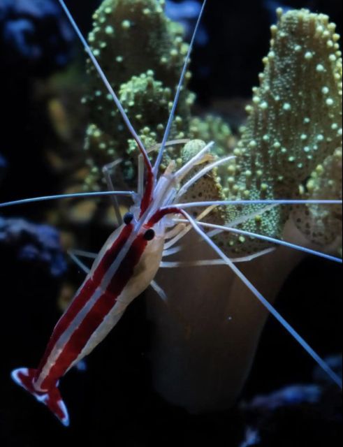 Night Time Snorkel At Turtle Town With Lights And Stars - Last Words