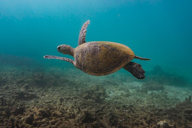 Ningaloo Reef Snorkel and Wildlife Adventure - Boat and Crew Details