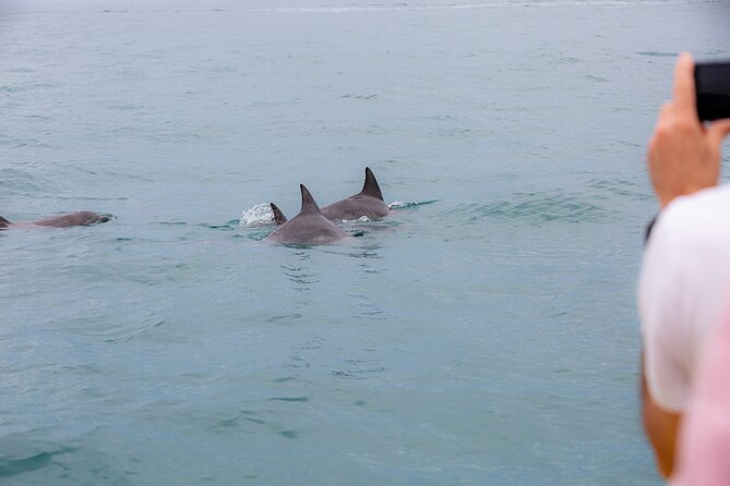 Noosa Small-Group Dolphin-Watching Tour (Mar ) - Conservation Efforts