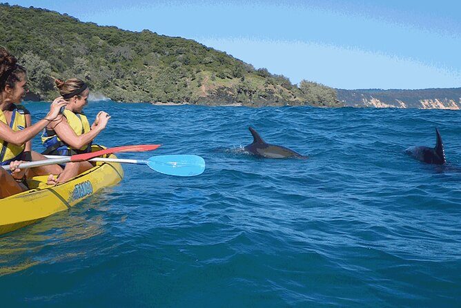 Noosa to Double Island Point Kayaking With Dolphins Day Trip  - Noosa & Sunshine Coast - Guide Excellence