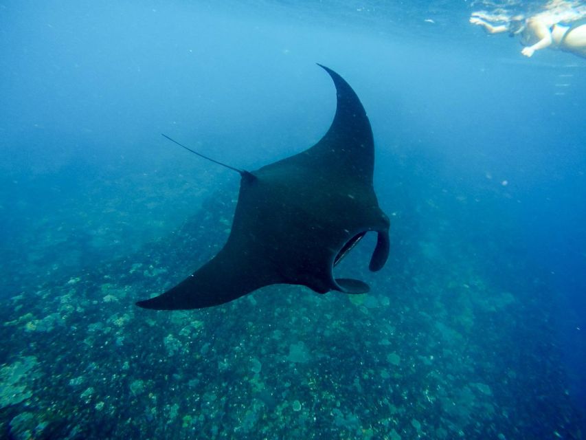 Nusa Penida Manta Ray Encounter: Bali's Ultimate Snorkeling - Common questions