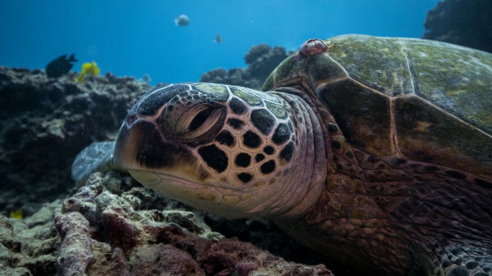 Oahu: Honolulu Turtle Canyon Snorkeling Tour - Inclusions