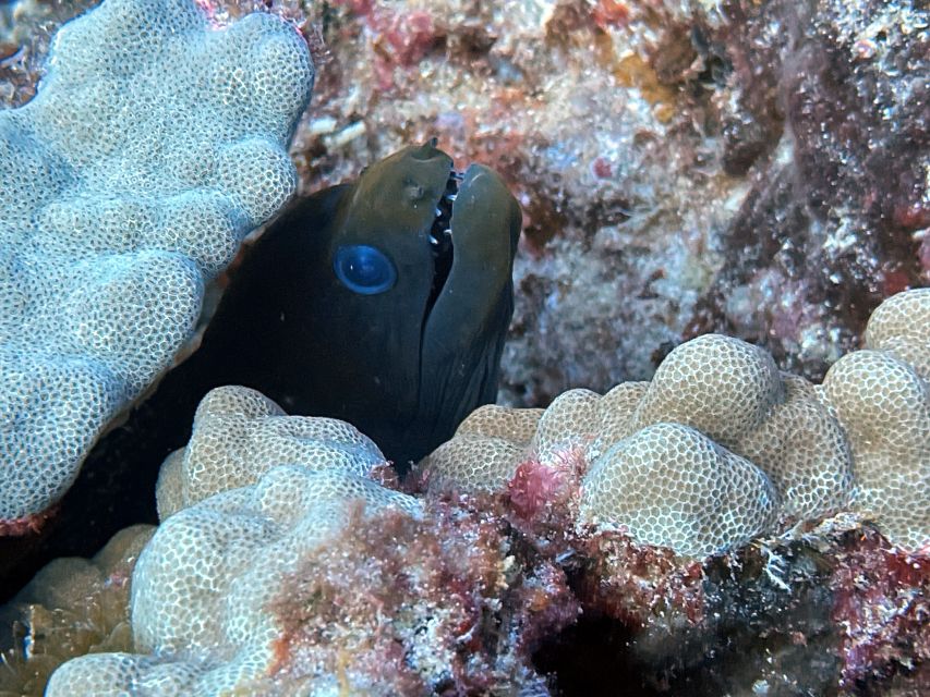 Oahu Night Dive: Adventure for Certified Divers - Nocturnal Marine Encounters