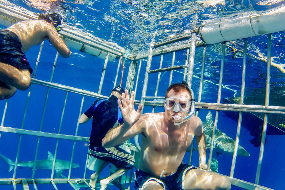 Oahu: Shark Cage Dive on the North Shore - Additional Information