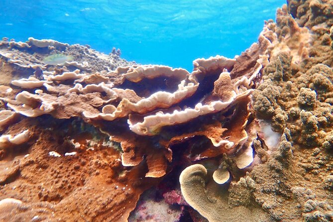 [Okinawa Miyako] Natural Aquarium! Tropical Snorkeling With Colorful Fish! - Directions