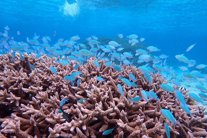 [Okinawa Miyako] Swim in the Shining Sea! Sea Turtle Snorkeling - Expectations and Restrictions for Participants