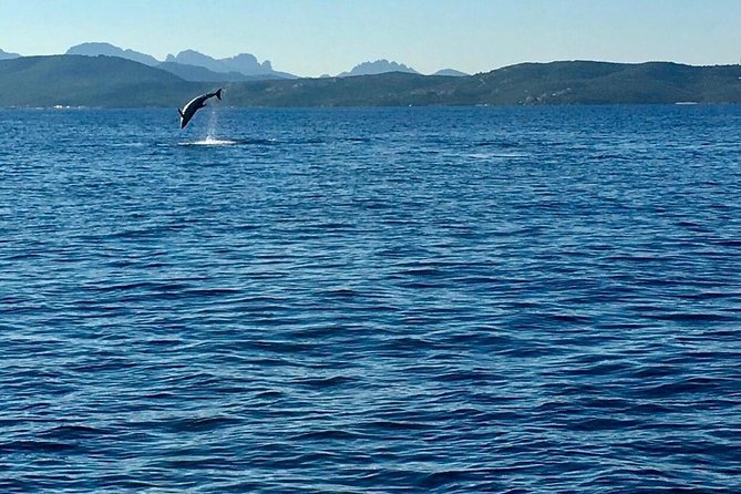 Olbia Bay Dolphin-Watching Boat Tour - Recommendations