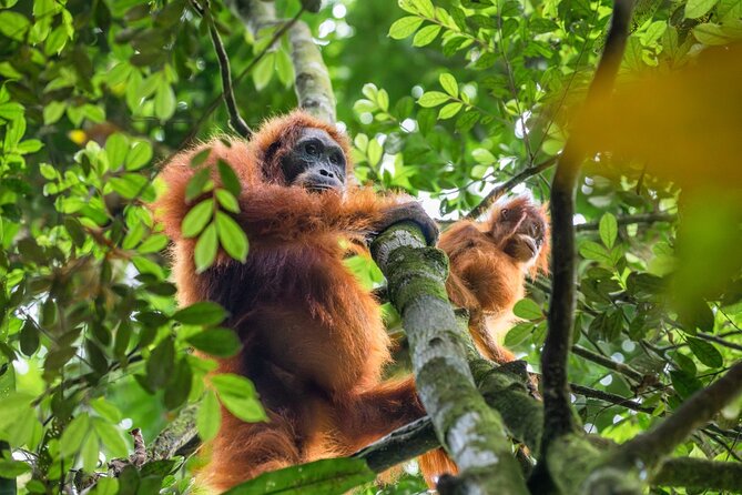 Orangutan Jungle Trek: 3 Day Adventure in Bukit Lawang, Sumatra - Common questions