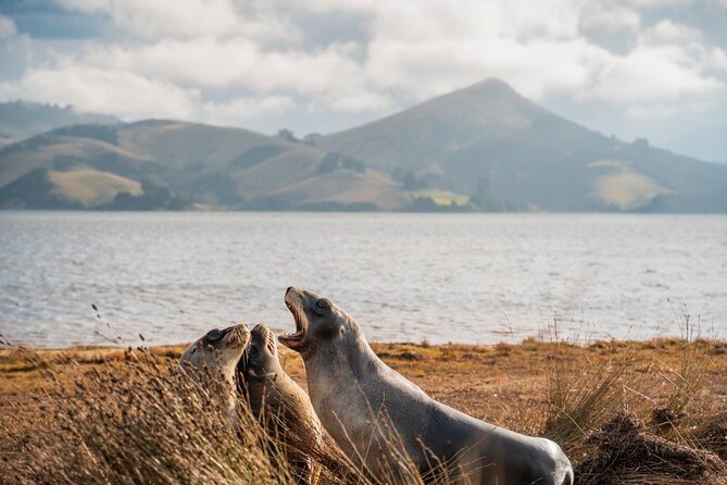 Otago Peninsula In-Depth Tour & Blue Penguins Pukekura Experience - Wildlife Education and Conservation Focus