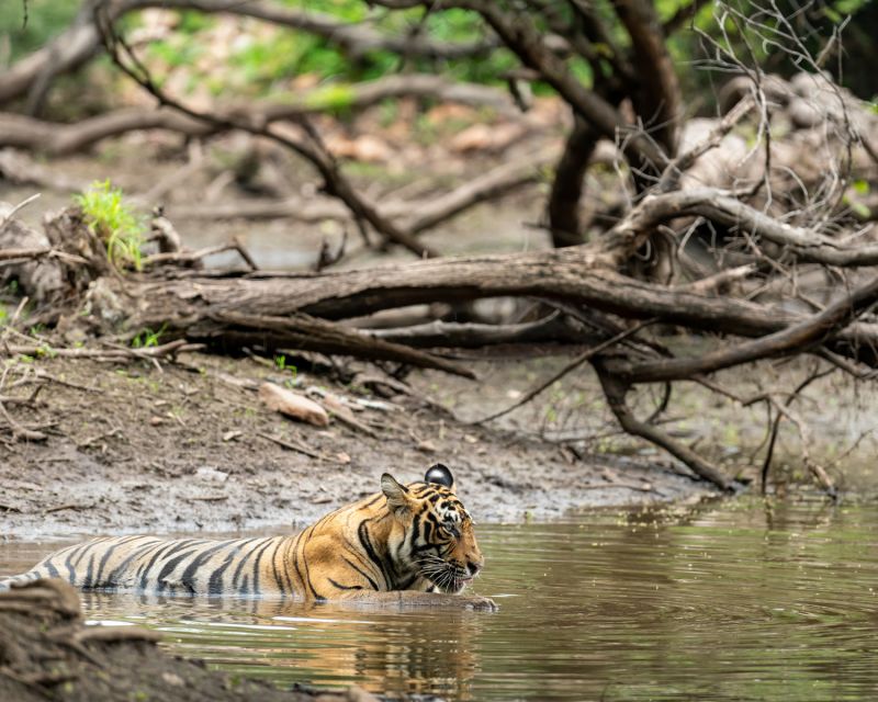 Overnight Private Tour: Jaipur - Ranthambore Tiger Safari - Return Journey to Jaipur