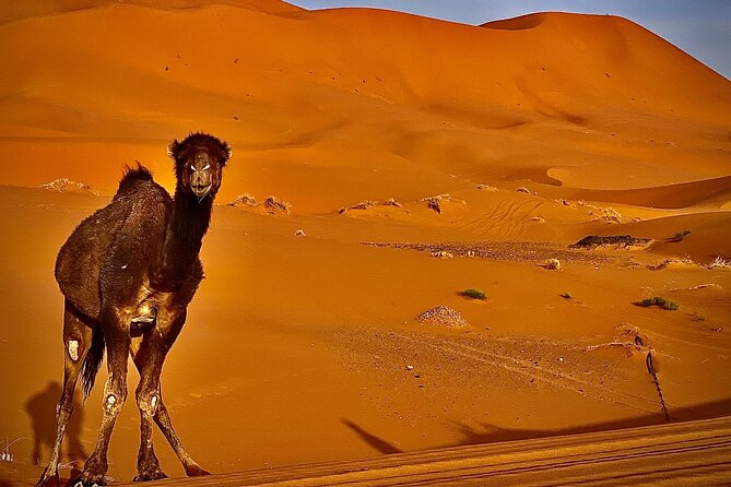 Overnight Stay in Desert Camp & Camel Trekking in the Sahara - Pricing Information