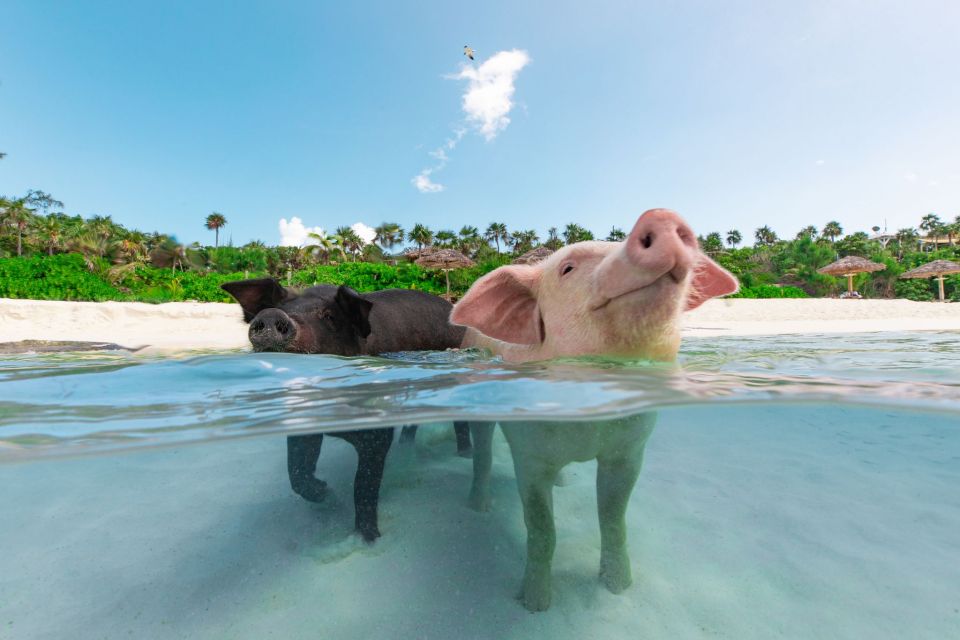 Paradise Island: Rose Island Tour With Swimming Pigs & Lunch - Additional Information