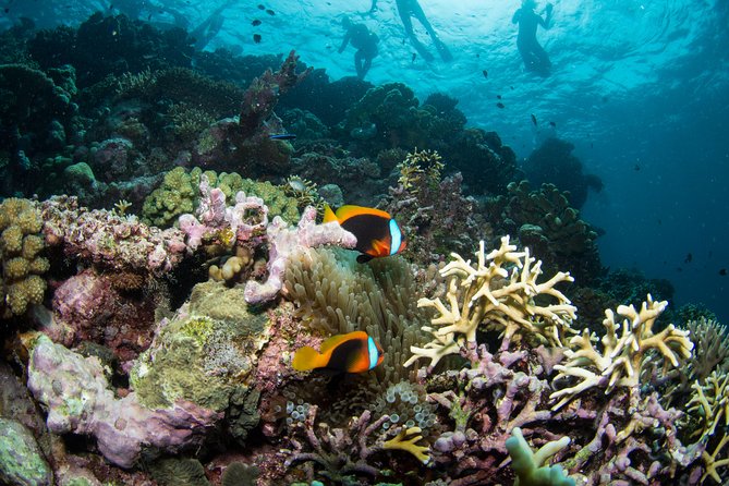 Passions of Paradise Great Barrier Reef Cruise by Catamaran - Common questions