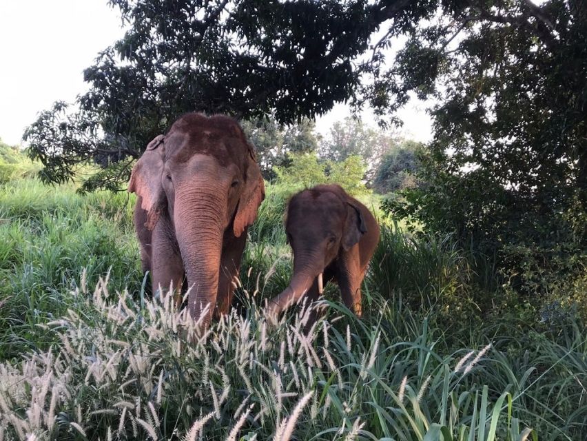 Pattaya: Ethical Elephant Sanctuary Interactive Tour - Additional Information