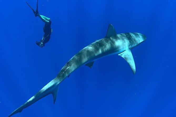 Pelagic Shark Dive Tour - Common questions