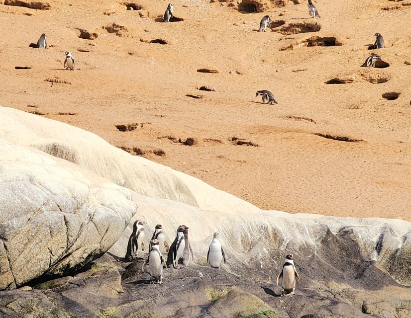 Penguins Watching Cachagua Island in Zapallar From Santiago - Directions