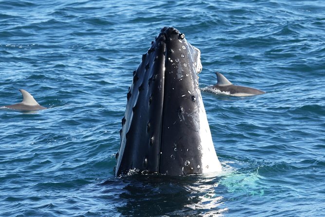 Phillip Island Whale & Dolphin Watching Cruise: San Remo  - Mornington Peninsula - Common questions