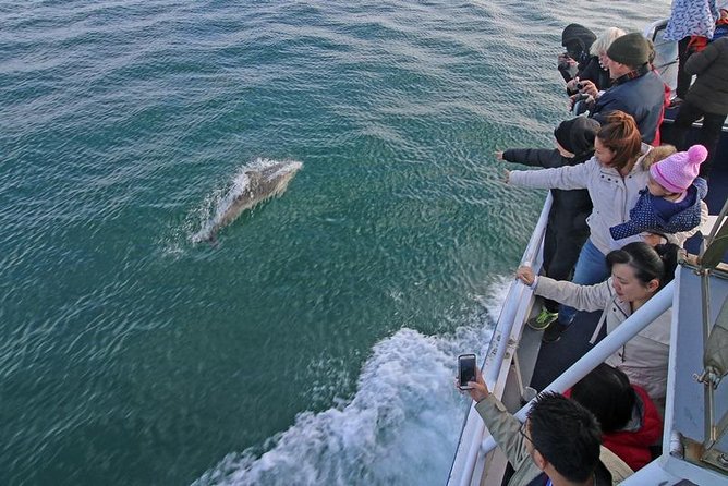 Phillip Island Whale Watching Tour - Last Words