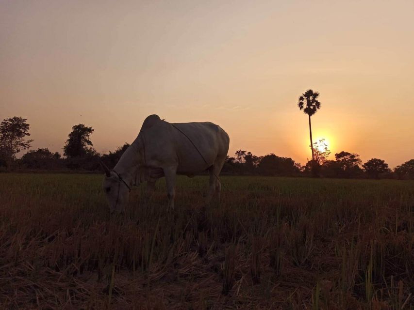 Phnom Penh: Killing Field & Village Car or Mini Van Tour - Practical Details