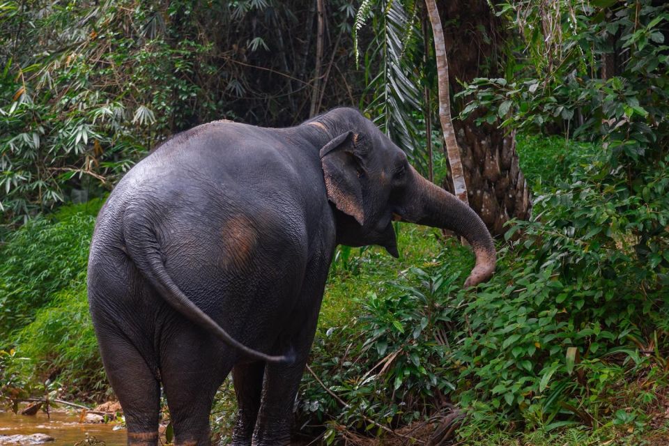 Phuket: Elephant Sanctuary Small Group Tour in Khao Lak - Additional Information