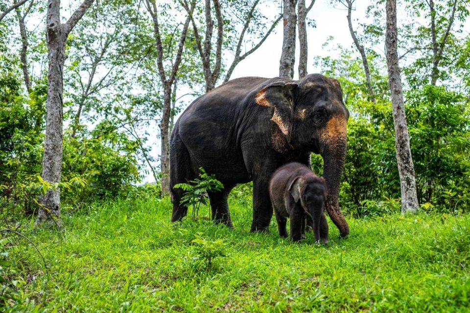 Phuket: Half-Day Elephant Explorer at Phuket Elephant Care - Customer Reviews Feedback