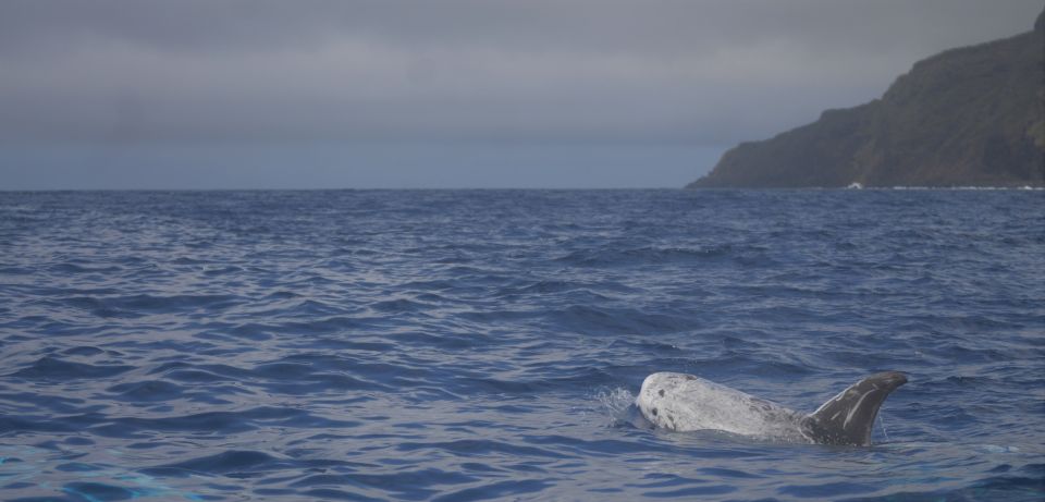 Pico Island: Whale Watching Boat Tour With Biologist Guides - Location and Logistics