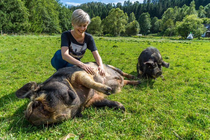 Pigs Are Grazing in the Waldviertel - Contact and Support Information