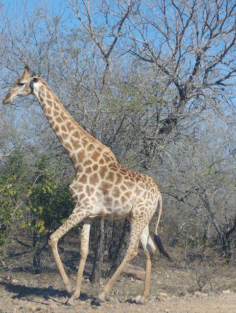 Pilanesberg Full Day Safari From Johannesburg - Customer Experience and Satisfaction