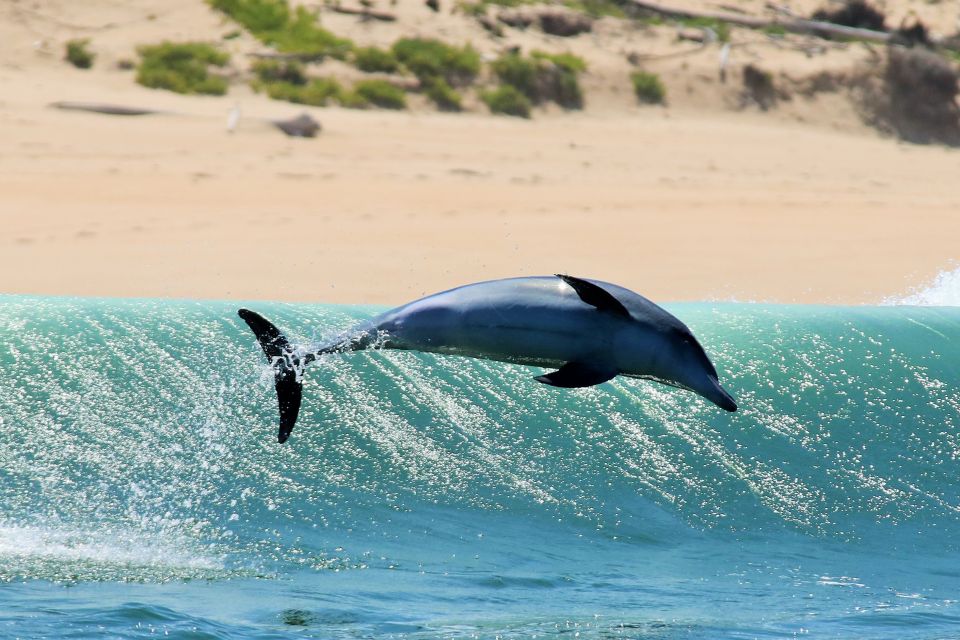 Plettenberg Bay: Dolphin & Marine Tours - Itinerary Information