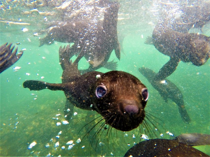 Plettenberg Bay: Seal Colony Viewing Excursion - Additional Information