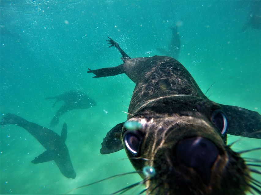 Plettenberg Bay: Swim With Seals - Customer Reviews