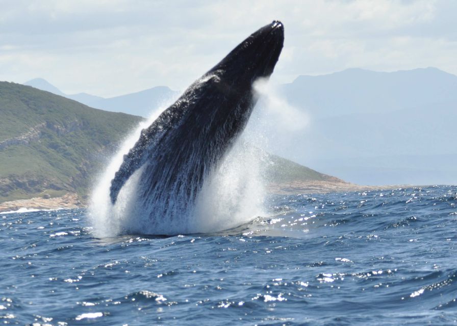 Plettenberg Bay: Whale-Watching Cruise - Directions