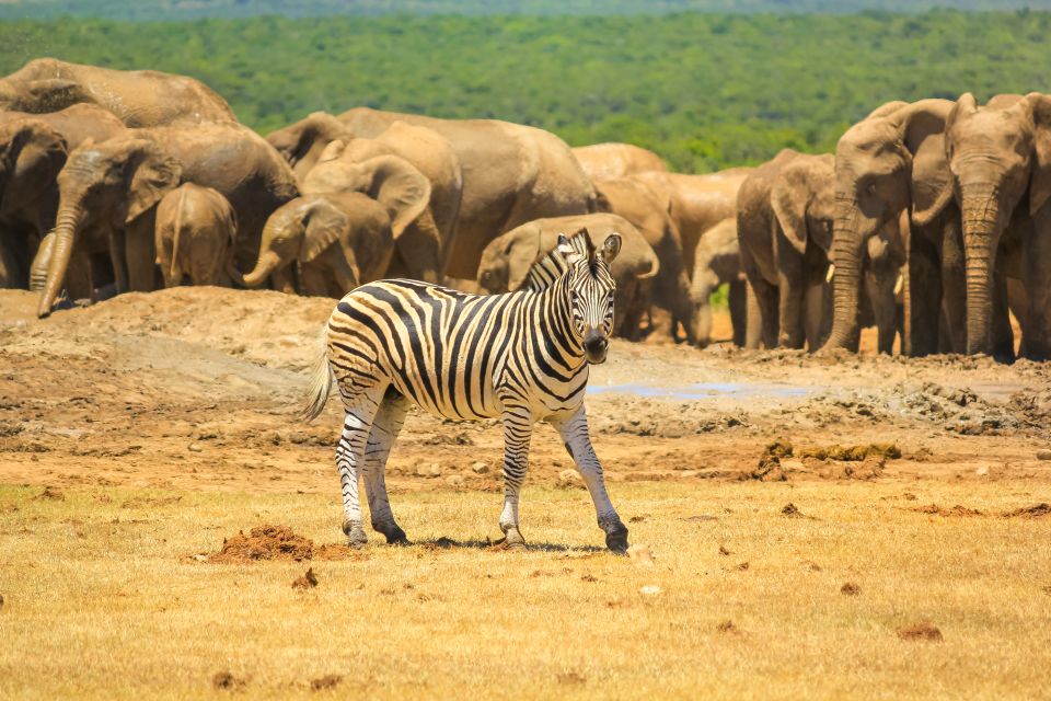 Port Elizabeth: Addo Elephant Park Safari Full-Day Tour - Additional Information