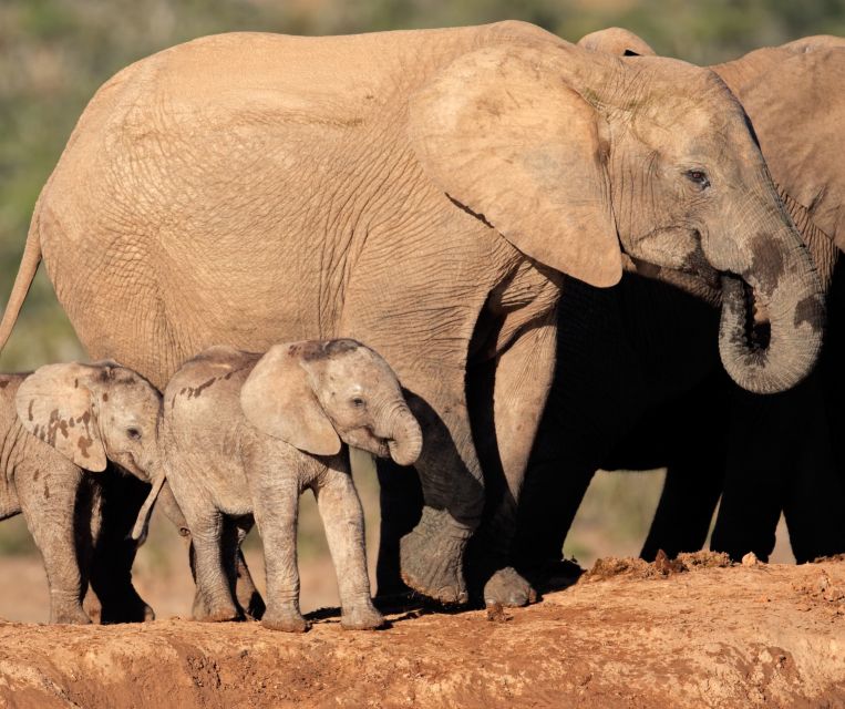 Port Elizabeth: Shore Excursion to Addo Elephant Park Safari - Booking and Reviews