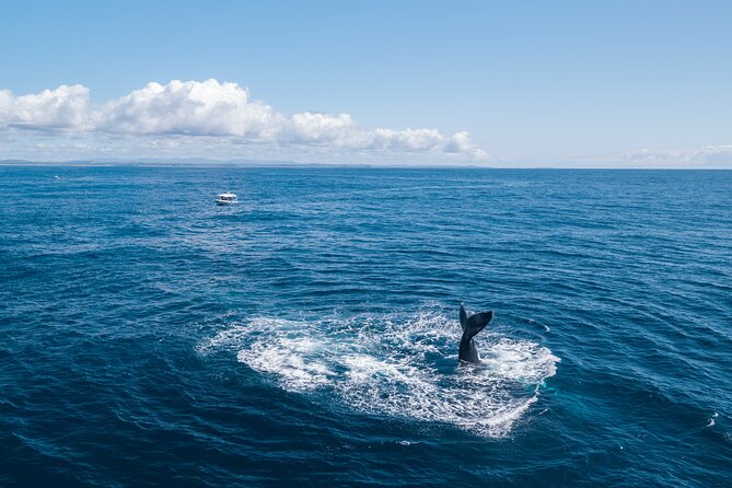 Premier Whale Watching Byron Bay - Common questions