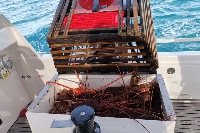 Premium Live Lobster Tours Presented Sashimi or BBQ Style - Last Words