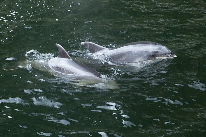 Premium Milford Sound Tour Including Cruise, Flight and Lunch - Support and Assistance