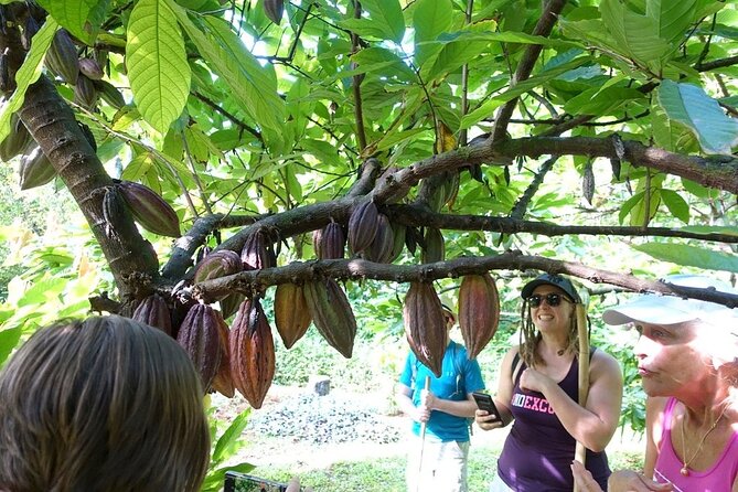 Princeville Botanical Gardens Tour and Chocolate Tasting Ticket - The Wrap Up