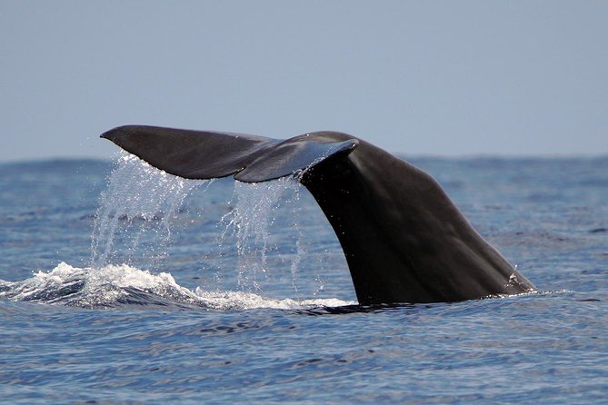 Private 2 Hour Whale Watching Tour - Traveler Photos and Reviews