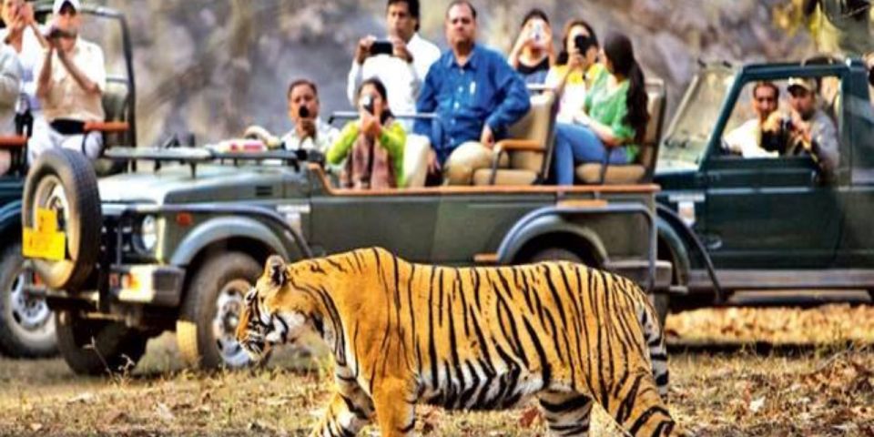 Private Day Trip With Tiger Safari From Jaipur All Included - Service Quality and Staff Feedback