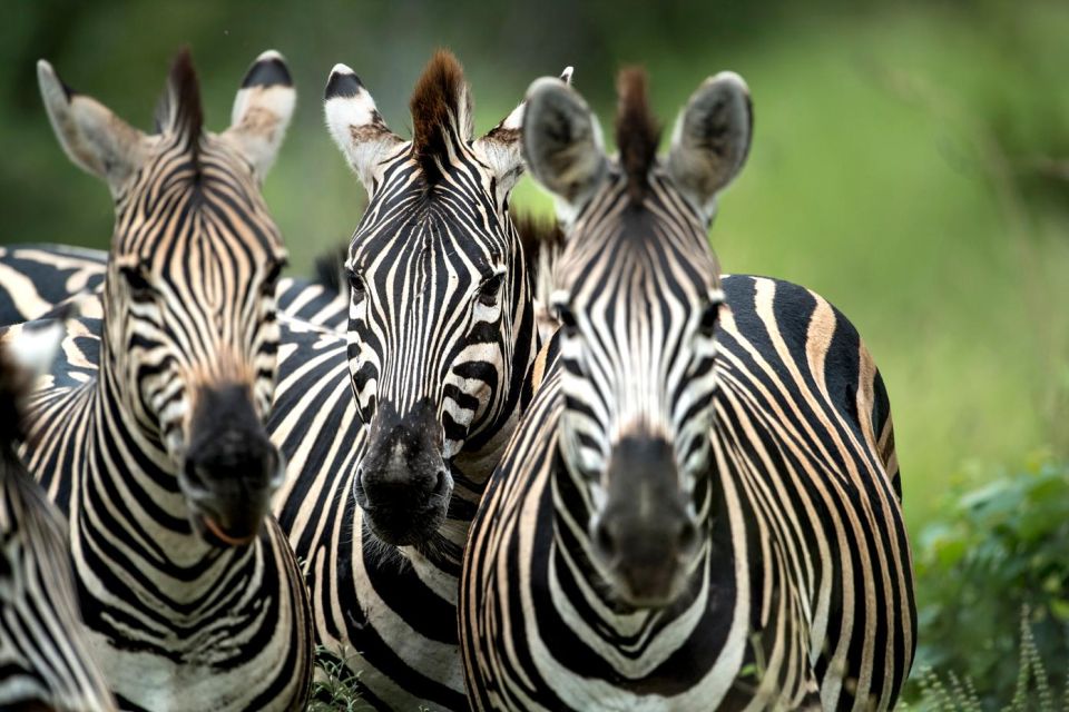 Private Full Day Safari Adventure in Addo National Park - Additional Safari Tips and Information