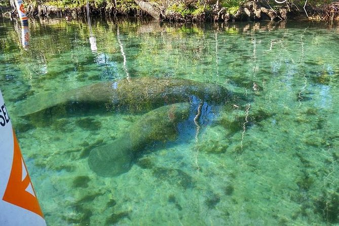 Private Manatee Swim for up to 6 With In-Water Divemaster/Photographer - Last Words