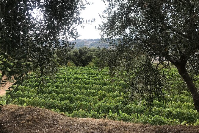 Private Organic Wine & Provence Food Tasting Tour - Directions and Tips for the Tour